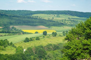 Güzel yaz manzarası, Ukrayna 'da güneşli bir günde yeşil alan.