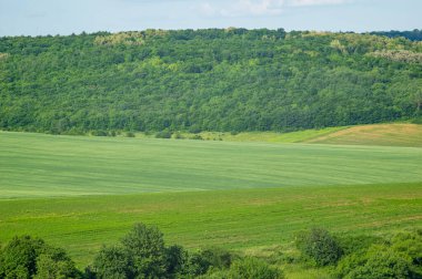 Güzel yaz manzarası, Ukrayna 'da güneşli bir günde yeşil alan.