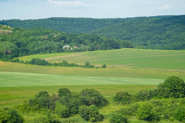 Красивий Літній Краєвид Зелене Поле Сонячний День Украйні — стокове фото