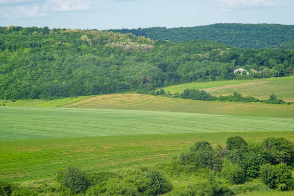 Schöne Sommerlandschaft Grüne Wiese Einem Sonnigen Tag Der Ukraine — Stockfoto