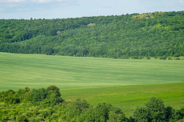 Красивий Літній Краєвид Зелене Поле Сонячний День Украйні — стокове фото