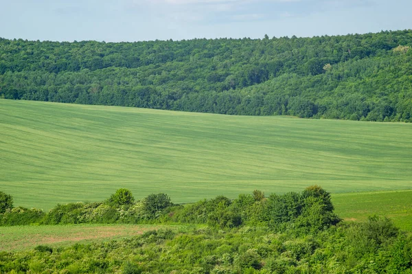 Красивий Літній Краєвид Зелене Поле Сонячний День Украйні — стокове фото