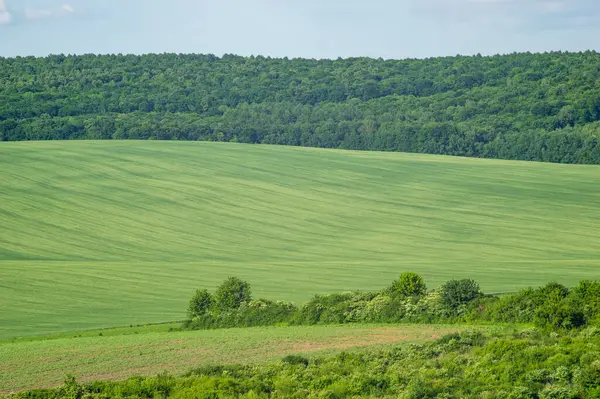 Beautiful Summer Landscape Green Field Sunny Day Ukraine — Stock Photo, Image