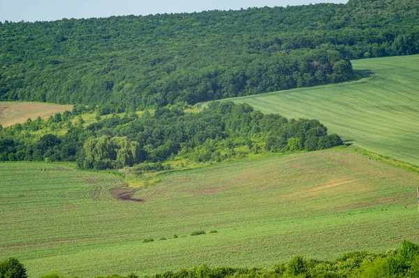 Beautiful Summer Landscape Green Field Sunny Day Ukraine — 图库照片