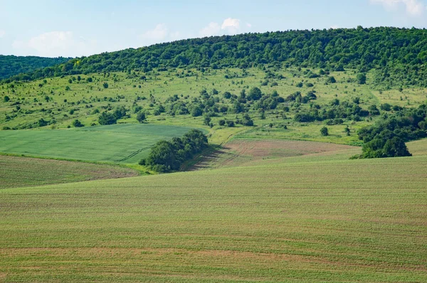 Красивий Літній Краєвид Зелене Поле Сонячний День Украйні — стокове фото