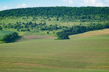 Güzel yaz manzarası, Ukrayna 'da güneşli bir günde yeşil alan.