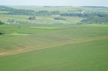 Güzel yaz manzarası, Ukrayna 'da güneşli bir günde yeşil alan.