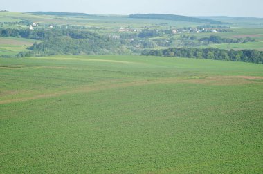 Güzel yaz manzarası, Ukrayna 'da güneşli bir günde yeşil alan.