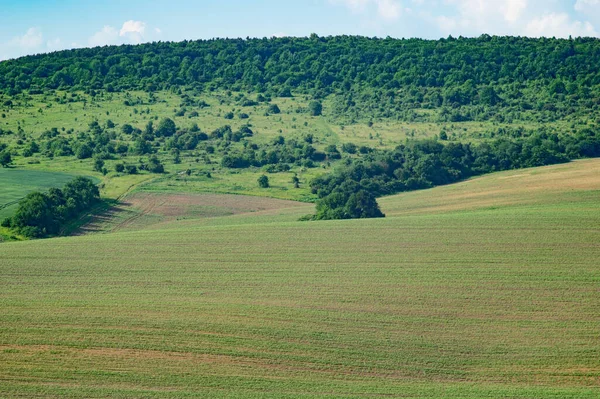 Beautiful Summer Landscape Green Field Sunny Day Ukraine — 图库照片