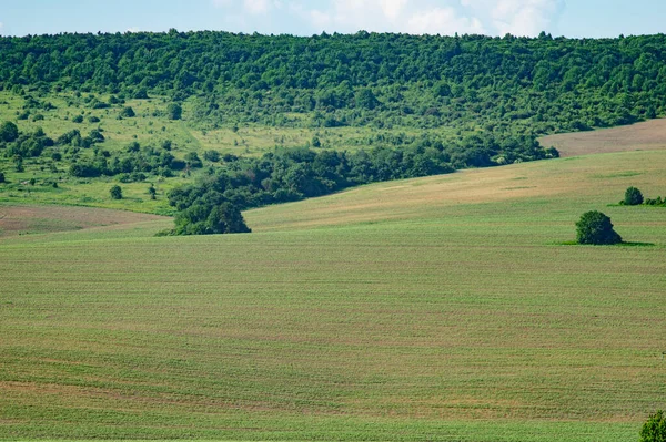 Schöne Sommerlandschaft Grüne Wiese Einem Sonnigen Tag Der Ukraine — Stockfoto