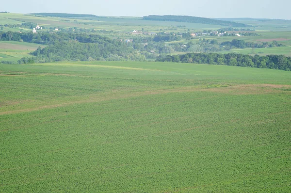 Piękny Letni Krajobraz Zielone Pole Słoneczny Dzień Ukrainie — Zdjęcie stockowe