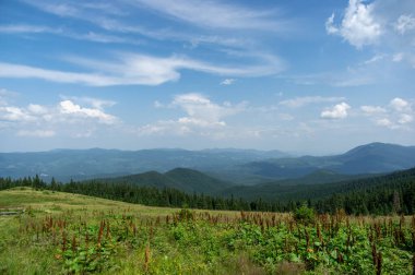 Beautiful summer landscape, mountain meadow among the Carpathian mountains