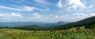 Beautiful summer landscape, mountain meadow among the Carpathian mountains