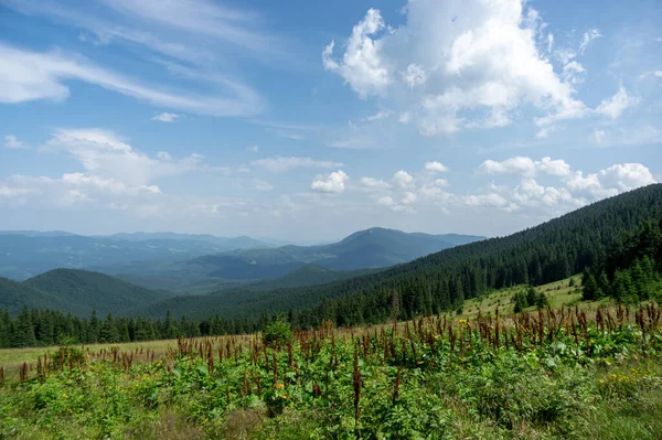 Schöne Sommerlandschaft Bergwiese Inmitten Der Karpaten — Stockfoto