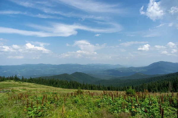 Schöne Sommerlandschaft Bergwiese Inmitten Der Karpaten — Stockfoto