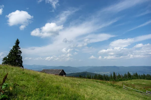 美丽的夏季风景 喀尔巴阡山脉间的高山草甸 — 图库照片