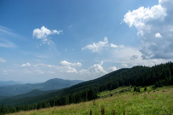 美丽的夏季风景 喀尔巴阡山脉间的高山草甸 — 图库照片