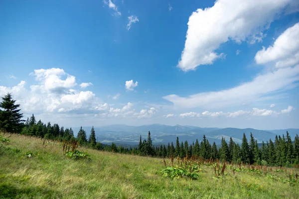 美丽的夏季风景 喀尔巴阡山脉间的高山草甸 — 图库照片