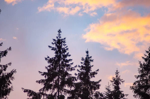 Spruces Background Sky Clouds Sunset Summer Day — Fotografia de Stock