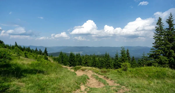 美丽的夏季风景 喀尔巴阡山脉间的高山草甸 免版税图库图片