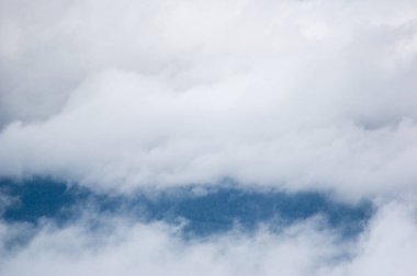 Karpat Dağları 'ndaki sisli orman manzarası