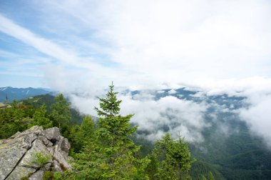 Karpat Dağları 'ndaki sisli orman manzarası