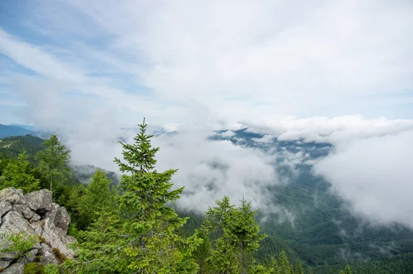 Bosque Abeto Niebla Las Montañas Cárpatos Paisaje — Foto de Stock