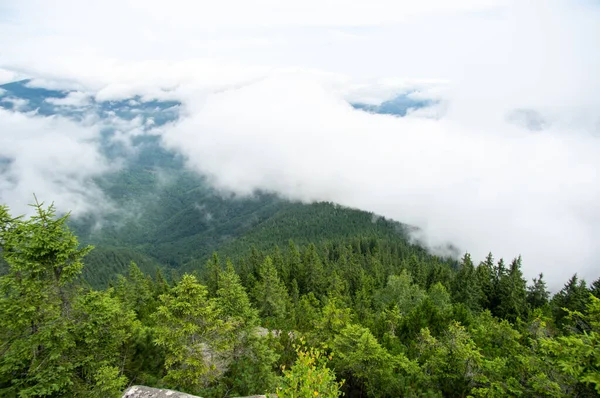 Bosque Abeto Niebla Las Montañas Cárpatos Paisaje — Foto de Stock