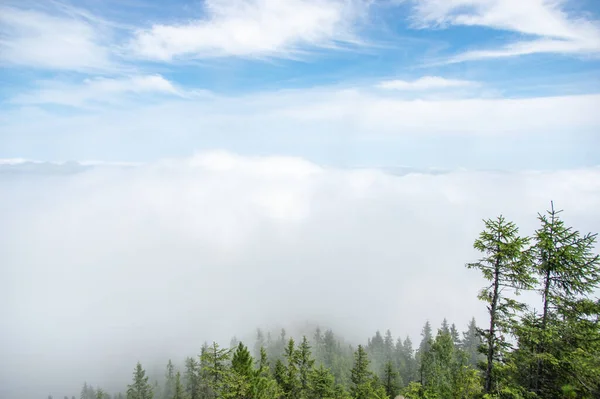 カルパチア山脈の霧の中の森林 — ストック写真