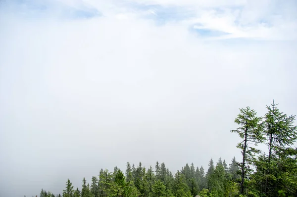 Bosque Abeto Niebla Las Montañas Cárpatos Paisaje —  Fotos de Stock