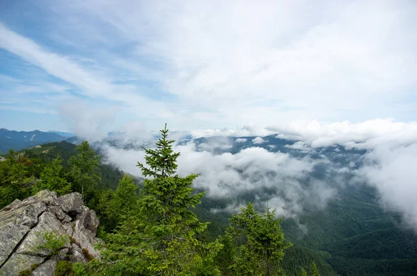 Floresta Abeto Nevoeiro Nas Montanhas Dos Cárpatos Paisagem — Fotografia de Stock