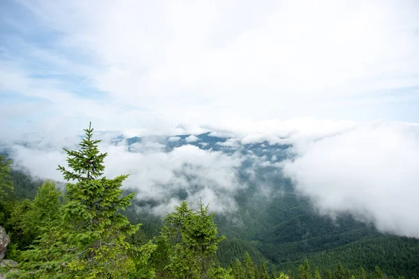 Fir forest in fog in the Carpathian mountains, landscape
