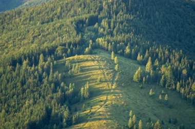 Ukrayna Karpatları 'ndaki ormandaki dağ çayırı