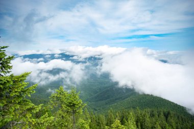 Karpat dağlarında bir yaz sabahı sisli bir orman.