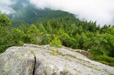 Karpat dağlarında bir yaz sabahı sisli bir orman.