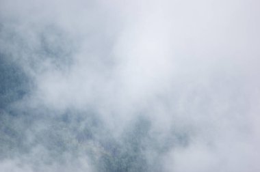 Karpat dağlarında bir yaz sabahı sisli bir orman.