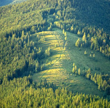Ukrayna Karpatları 'ndaki ormandaki dağ çayırı