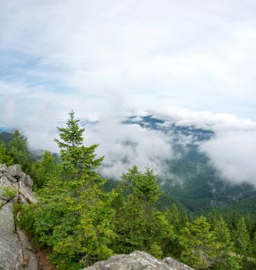 Yazın Karpat Dağları 'ndaki ormanın arka planındaki Noel ağacı
