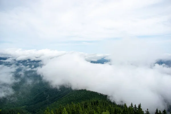 カルパチア山脈の森の上の霧 — ストック写真
