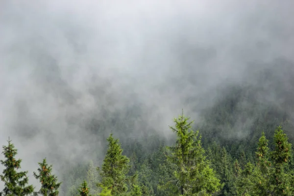 カルパチア山脈の夏の朝の霧の中の森 — ストック写真