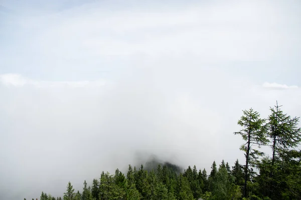 Niebla Sobre Bosque Los Cárpatos —  Fotos de Stock