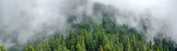 カルパチア山脈の夏の霧の森のパノラマ — ストック写真