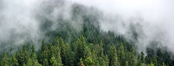 Panorama Floresta Nevoeiro Verão Nas Montanhas Dos Cárpatos — Fotografia de Stock