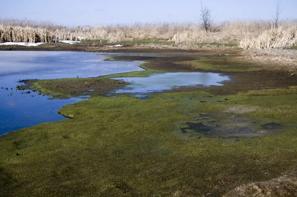 Blue puddle overgrown with algae — Stock Photo, Image