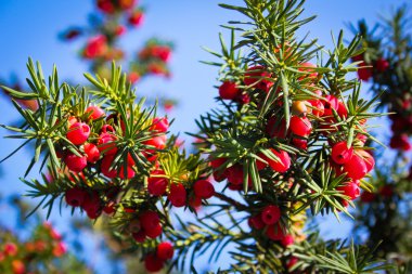 Yew with red berries clipart
