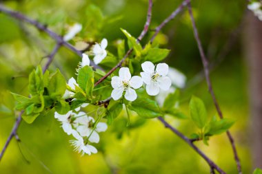 Yeşil zemin üzerine çiçek açması kiraz Şubesi