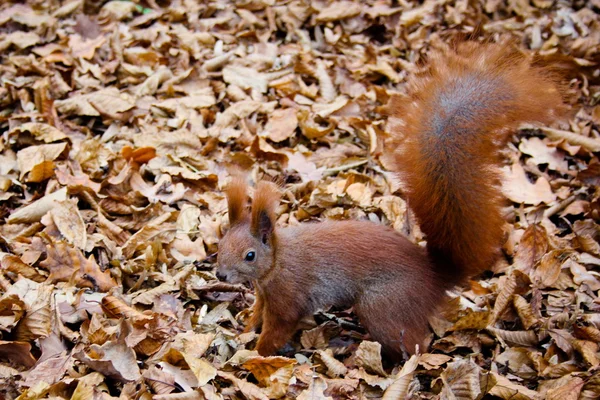 Eichhörnchen im Laub. — Stockfoto