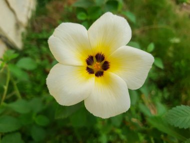 Turnera Subulata, is one of the plants that is very beneficial for the surrounding environment. The plant better known as the Eight o'clock Flower clipart