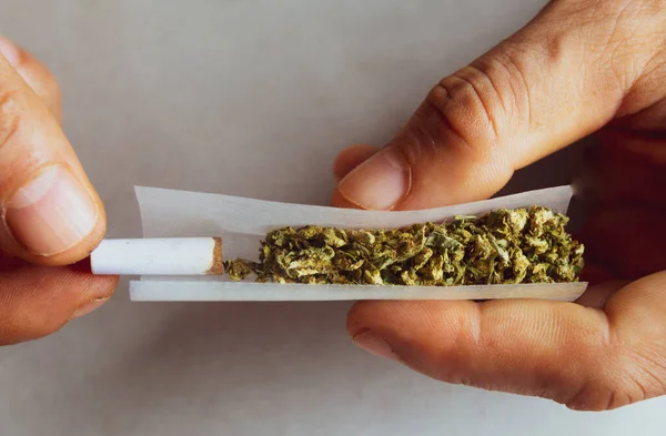 Blanke Mensenhanden Die Een Marihuana Tabak Maken Rolpapier — Stockfoto