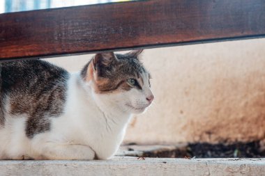 Gri ve kahverengi benekli beyaz kedi dinleniyor.